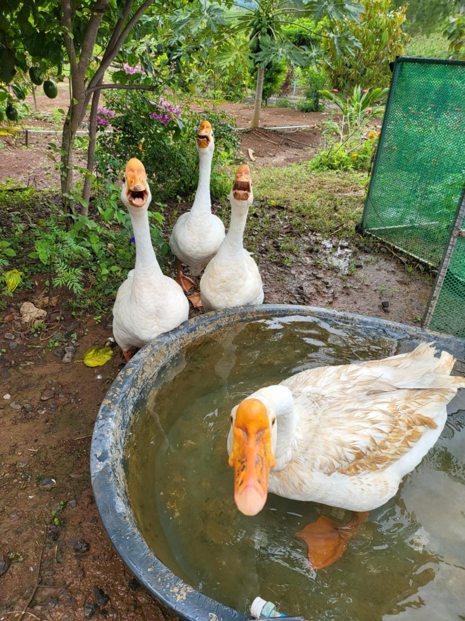 Smile Farm At Khaokho Hotel Ban Thung Samo Exterior foto